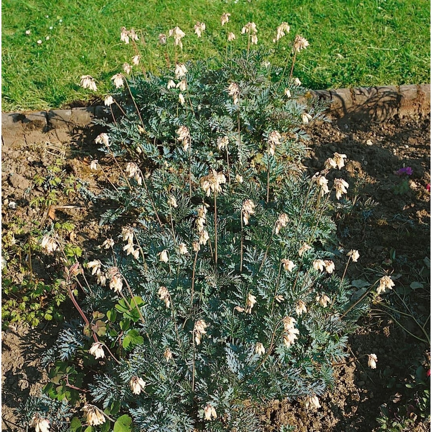 Dicentra Formosa Aurora Tränendes Herz Ca. 9x9 cm Topf günstig online kaufen
