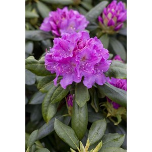 Nahaufnahme eines dunkelvioletten Rhododendron Hybr. Lees mit grünen Blättern.