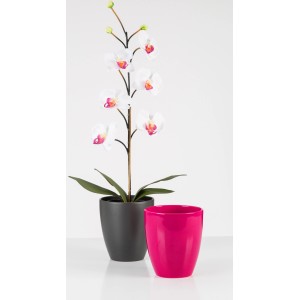 Scheurich Pflanzgefäß 620, Ø 13 cm, Anthrazit und Pink, mit Orchidee. Übertöpfe für den Innenbereich.