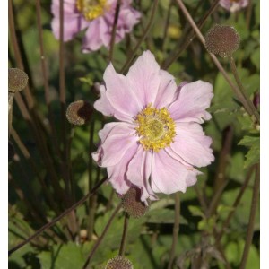 Herbstanemone Königin Charlotte - Anemone japonica