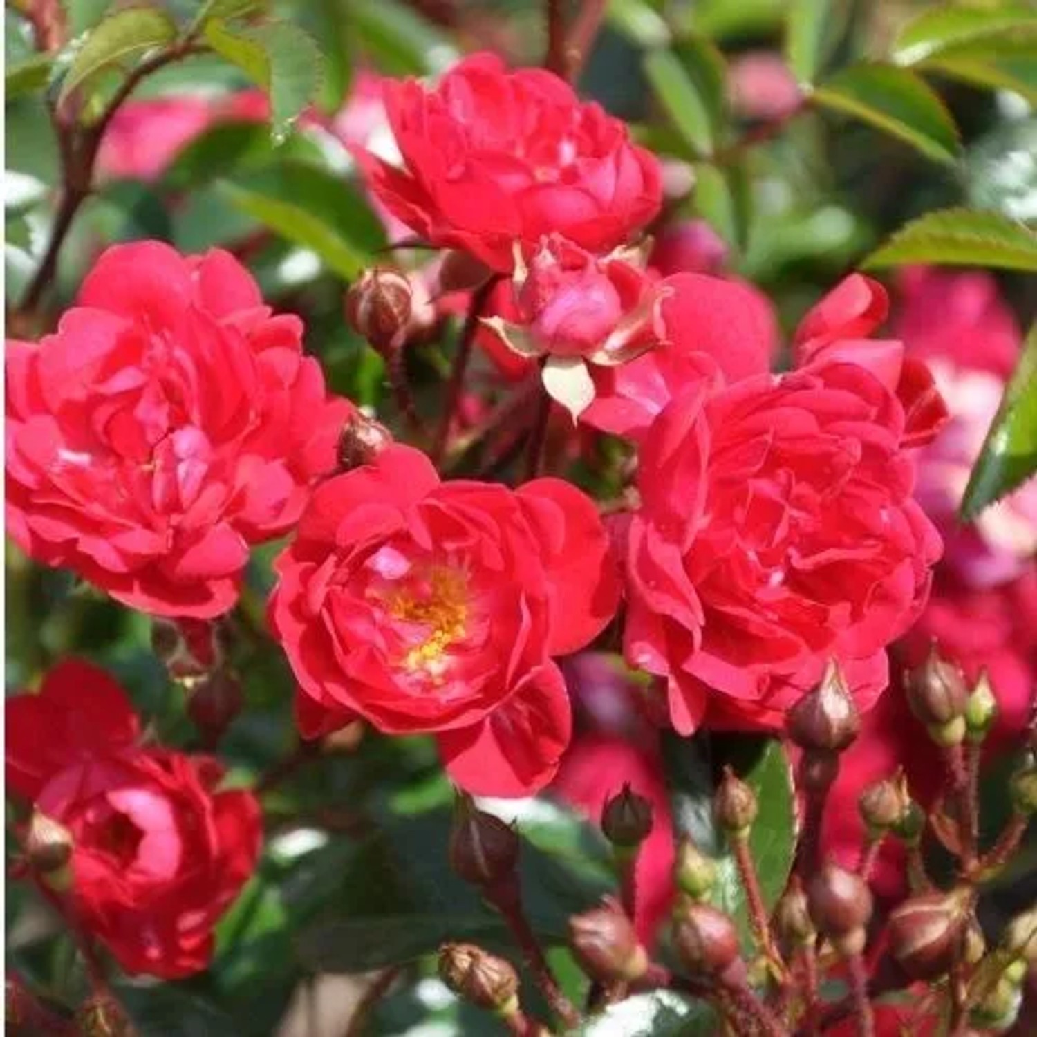 Bodendeckerrose 'Rote The Fairy' Rosa plantofix Langanhaltende Blüte