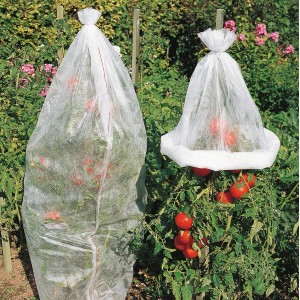 Tomatenpflanzen unter Windhager Vliesschläuchen, Schutz vor Frost und Schädlingen.