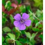 Nahaufnahme einer violetten Blüte des Storchenschnabel Pink Penny.