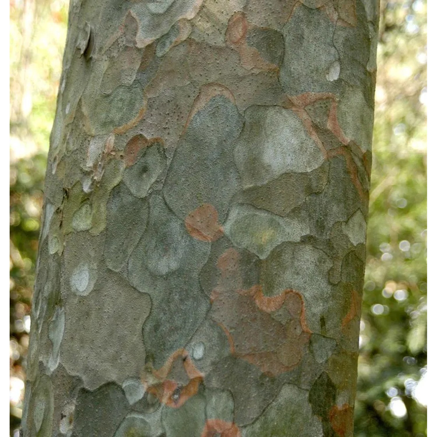 Tempel Kiefer 30-40cm - Pinus bungeana