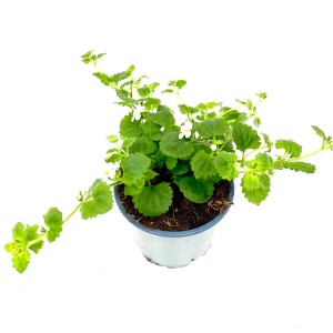 Schneeflockenblume 'Mega Copa' im Topf, weiße Blüten und grüne Blätter.