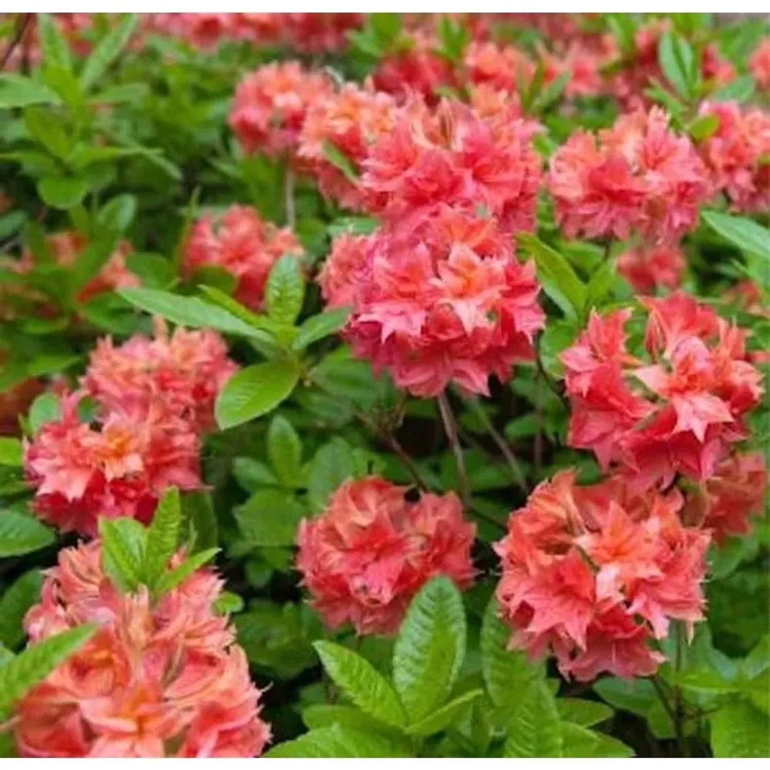 Azalee Barselik 40-50cm - Rhododendron,uteum - Alpenrose