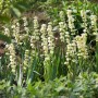 Gelb blühende Gelbäugige Graslilie (Sisyrinchium striatum) im Gartenbeet.