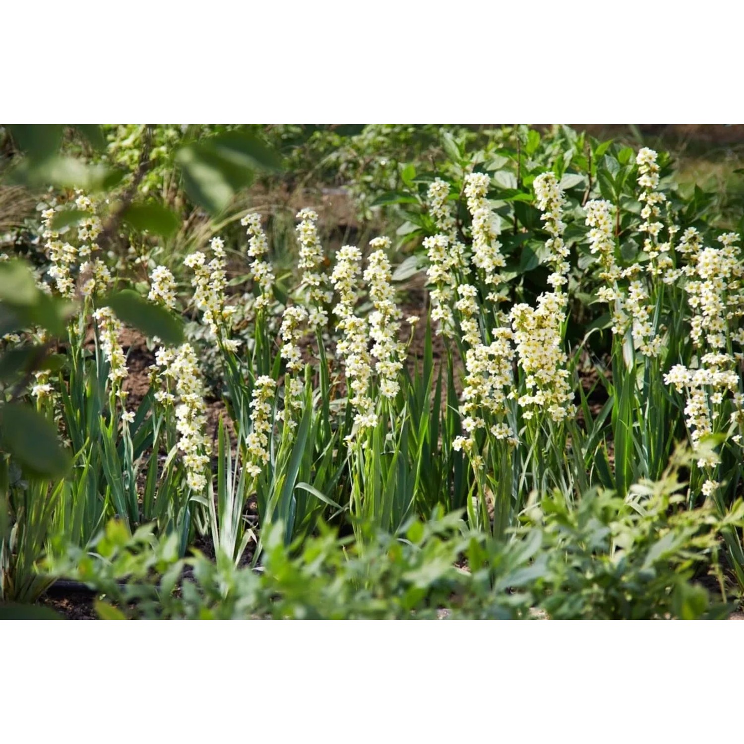 Gelb blühende Gelbäugige Graslilie (Sisyrinchium striatum) im Gartenbeet.