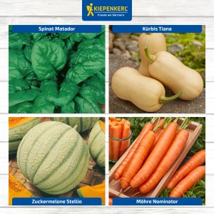 Gemüsesamen-Set 'Superfood': Spinat, Kürbis, Melone, Möhre. Vitaminpower für den Garten.
