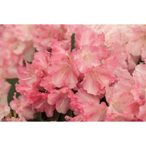 Nahaufnahme: Rosa Rhododendron Yakushimanum Marlis Blüten, üppige Blütenpracht.