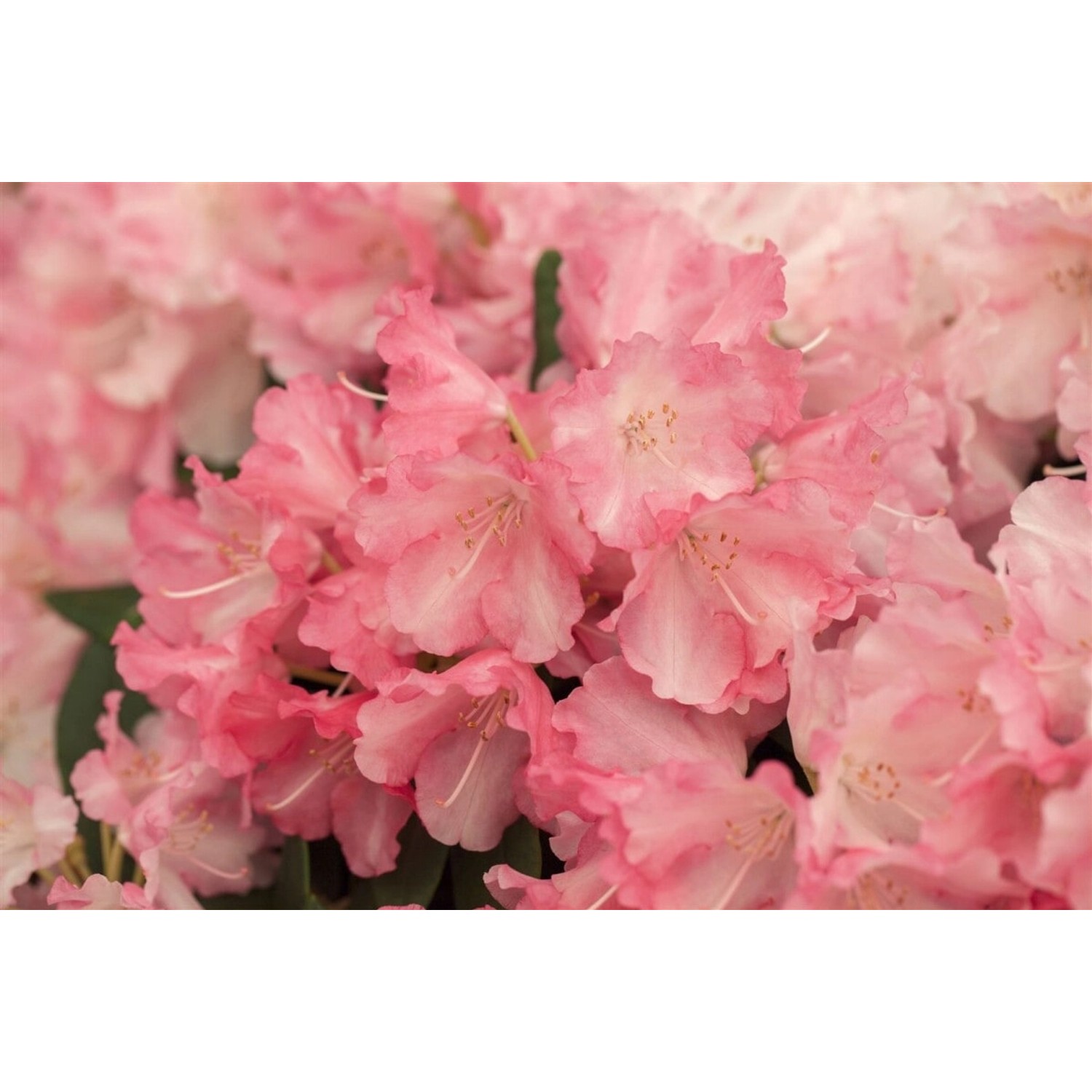 Rhododendron Yakushimanum Marlis Rosa Blüten 70–80 cm günstig online kaufen