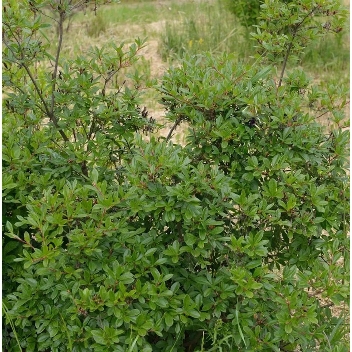 Rhododendron viscosum 50-60cm - Rhododendron viscosum günstig online kaufen