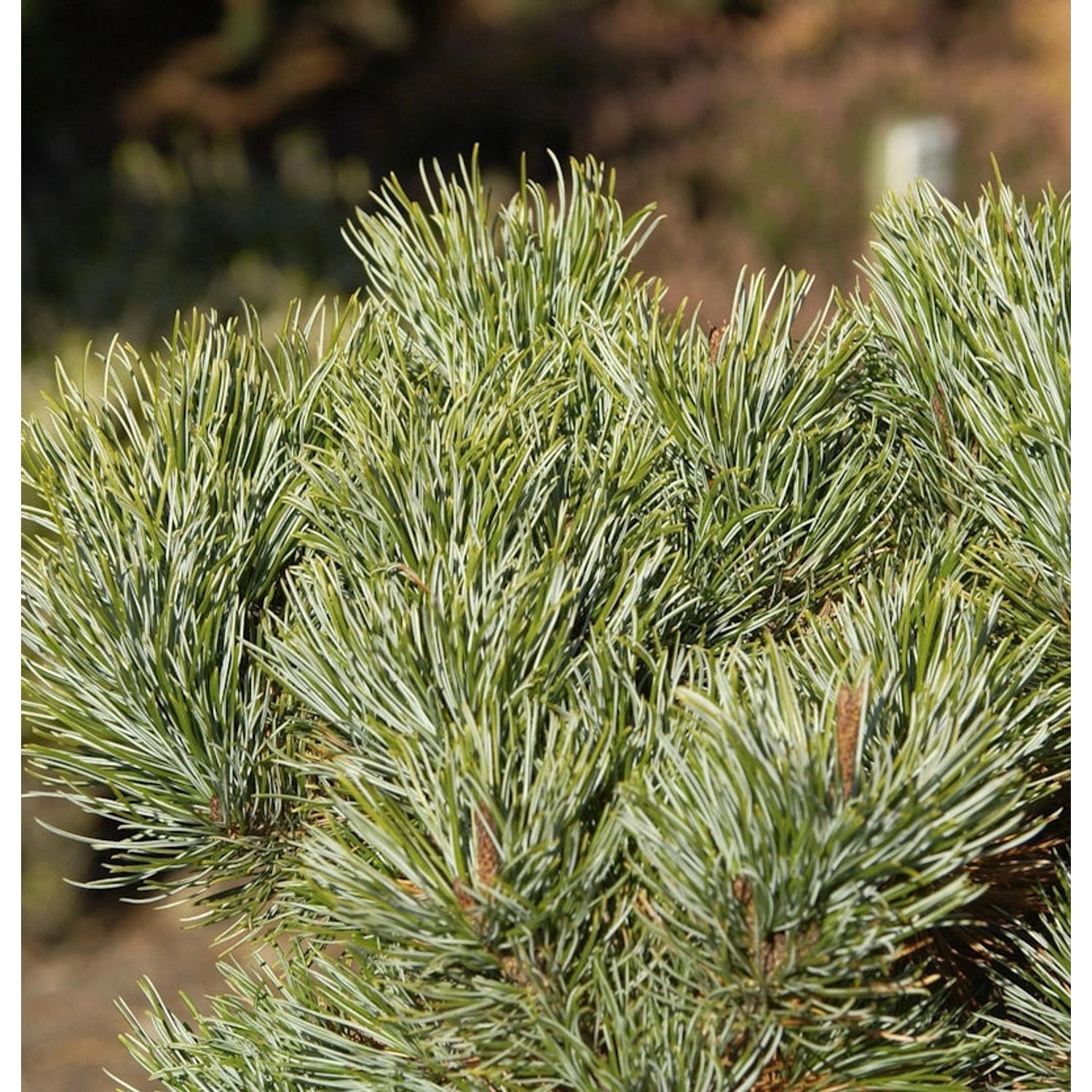 Blaue Kriechkiefer 10-15cm - Pinus pumila Glauca günstig online kaufen