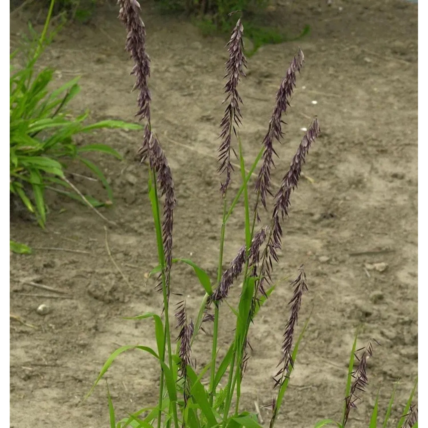 Siebenbürger Perlgras - Melica transsylvanica