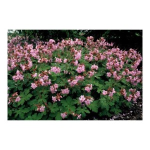 Foto von Balkan-Storchschnabel 'Ingwersen's Variety' (Set mit 60 Pflanzen) mit zartrosa Blüten als Bodendecker.