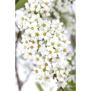 Nahaufnahme der weißen Blüten der Aschgrauen Spiere (Spiraea Cinerea Grefsheim).