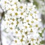 Nahaufnahme der weißen Blüten der Aschgrauen Spiere (Spiraea Cinerea Grefsheim).