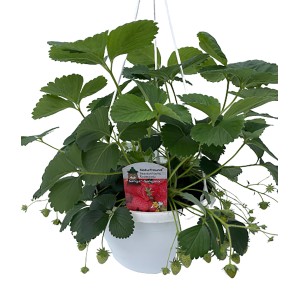 Naturfreund Erdbeeren Ampel mit grünen Blättern und unreifen Früchten in weißem Topf.