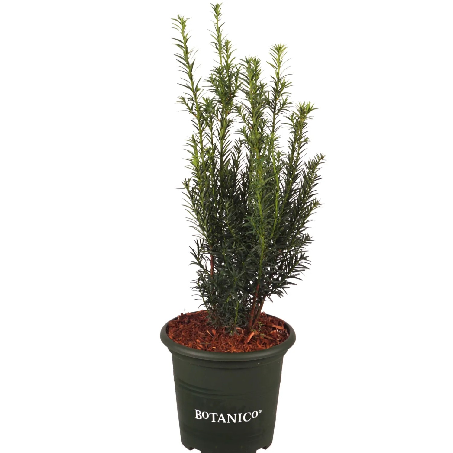 Japanische Eibe Nana Hhe 30-40 cm 3,7 l Topf kaufen bei OBI