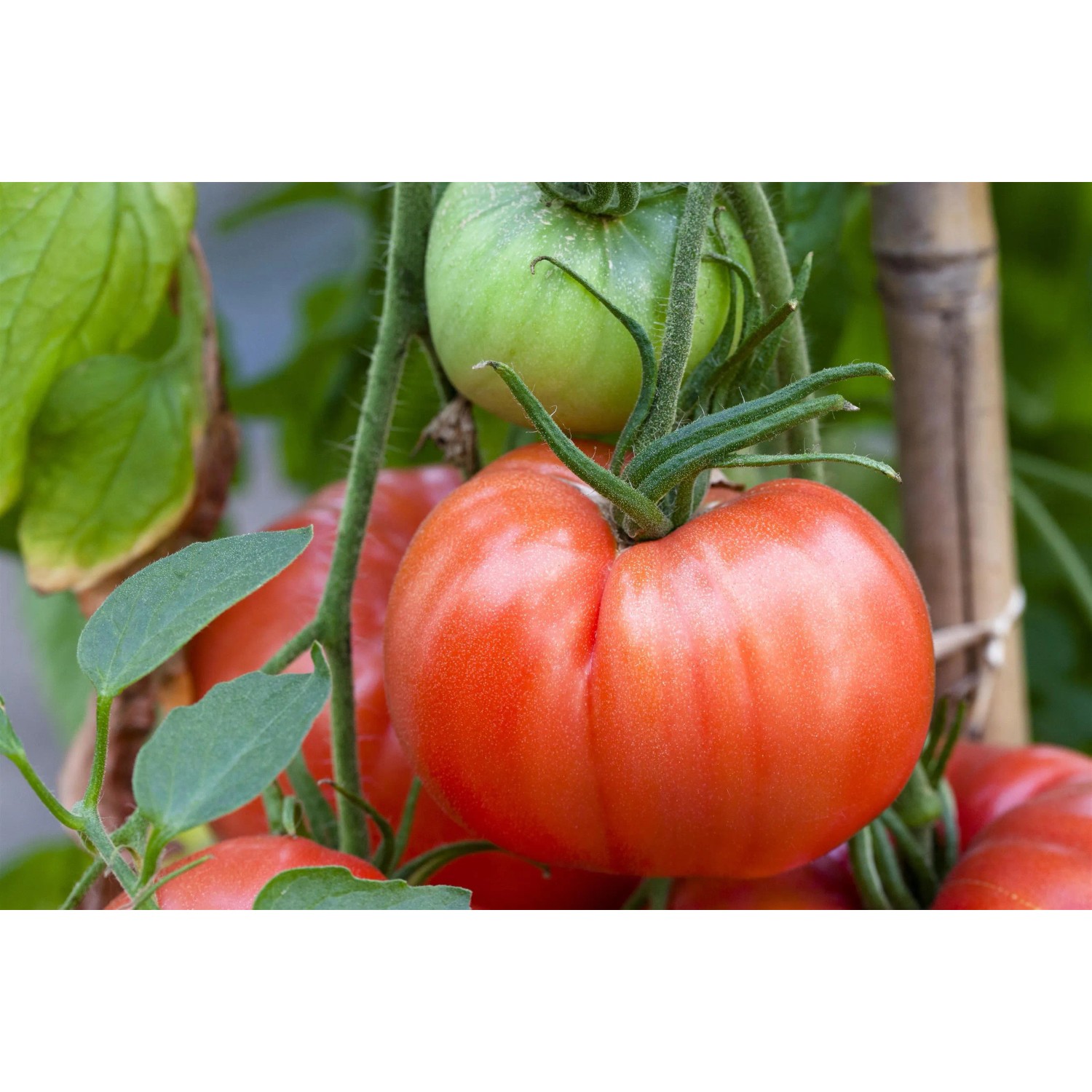 Kiepenkerl Tomate "Gourmandia" veredelt Topf-Ø ca. 12 cm Solanum lycopersicum