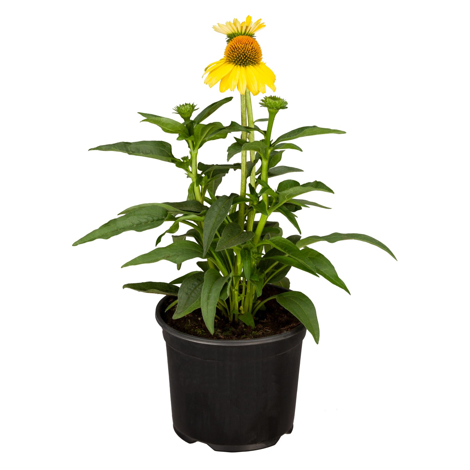 Purpursonnenhut Gelb Topf-Ø ca. 13 cm Echinacea purpurea günstig online kaufen