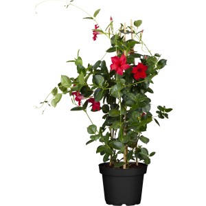 Dipladenie Pyramide im Topf, ca. 60-80 cm hoch, mit roten Blüten und grünen Blättern.