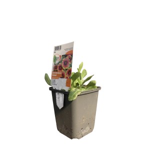 Garten-Kokardenblume 'Kobold' im Topf, gelb-rote Blüten, ca. 9 cm Topfgröße.