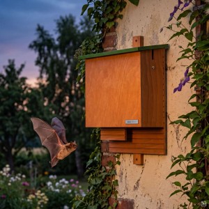 Dobar Digi Fledermauskasten aus Holz an Hauswand, Fledermaus fliegt. Garten bei Dämmerung. Beobachtung per App.