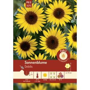 Pabst Keimkraft Sonnenblume Debilis Saatgut, gelbe Blüten mit brauner Mitte.