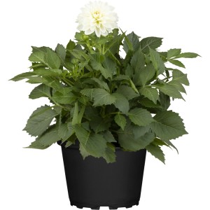 GROW by OBI Scharlach-Dahlie im Topf, weiße Blüte. Stehpflanze für Beet und Balkon.