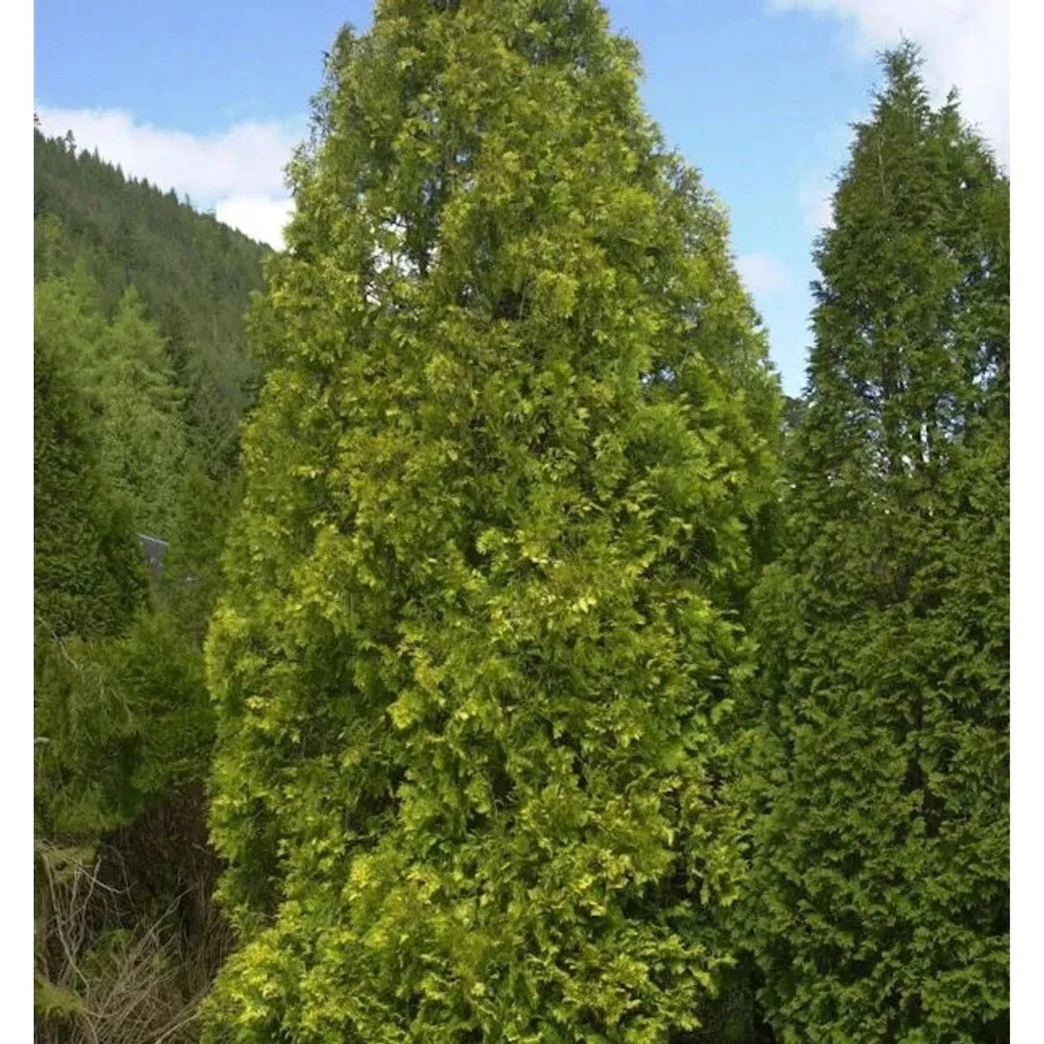 Gelber Riesenlebensbaum 80-100cm - Thuja plicata