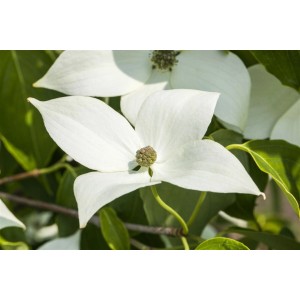 Nahaufnahme einer weißen Blüte des Japanischen Blumen-Hartriegels (Cornus Kousa Milky Way).