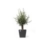Dunkelgrauer Ecopots Pflanztopf Rotterdam mit Rollen und Olivenbaum, quadratisch.