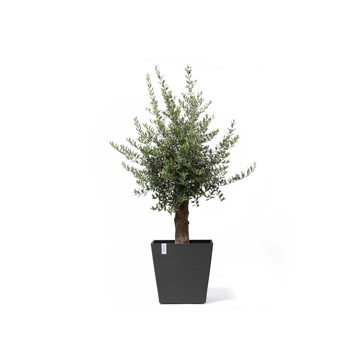 Dunkelgrauer Ecopots Pflanztopf Rotterdam mit Rollen und Olivenbaum, quadratisch.