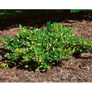 Buschige Kriechspindel 'Sunspot' mit gelb-grünen Blättern als Bodendecker.