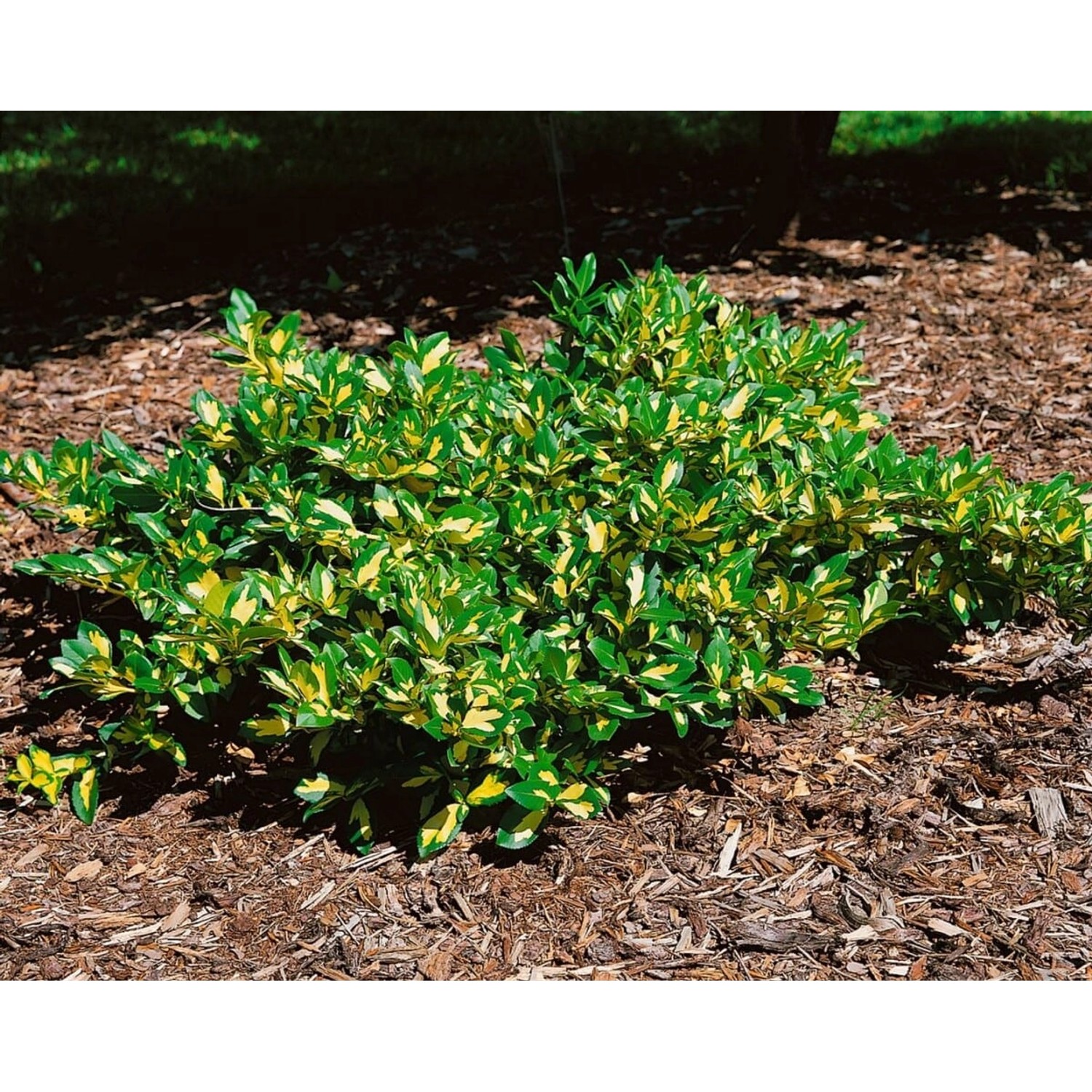 Euonymus Fortunei Sunspot Kriechspindel Ca. 9x9 cm Topf günstig online kaufen