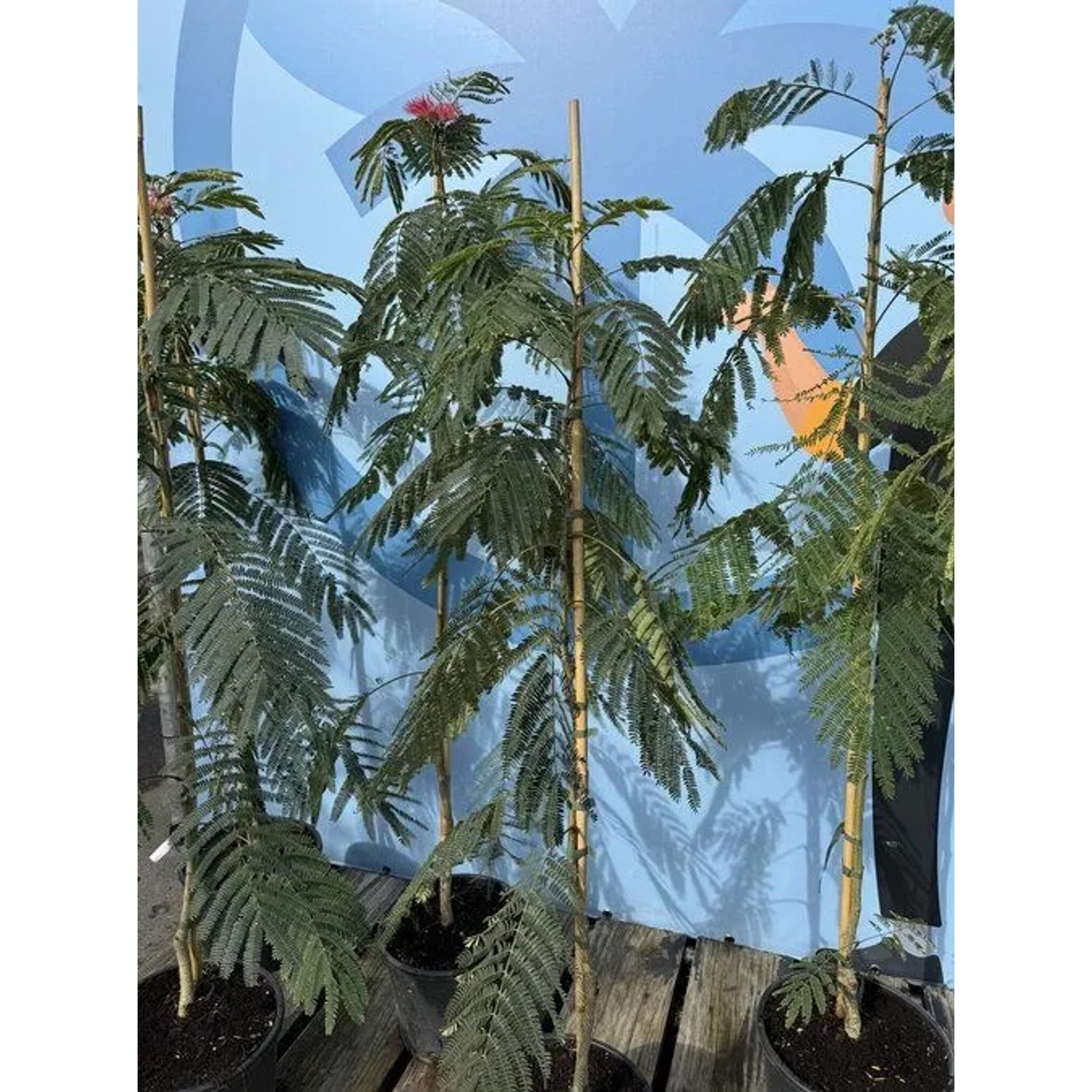 Seidenbaum Albizia Julibrissin Ombrella, 150 cm, mit rosa Blüten im Topf.