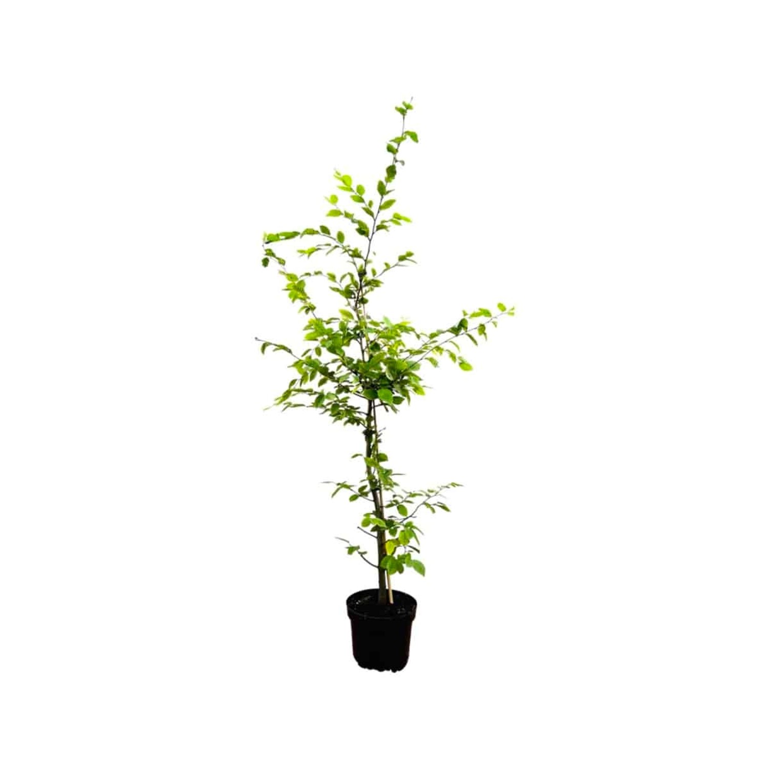 Carpinus betulus 100-125 cm günstig online kaufen