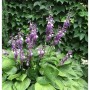Glockenfunkie Hosta ventricosa mit lila Blüten und grünen Blättern im Garten.