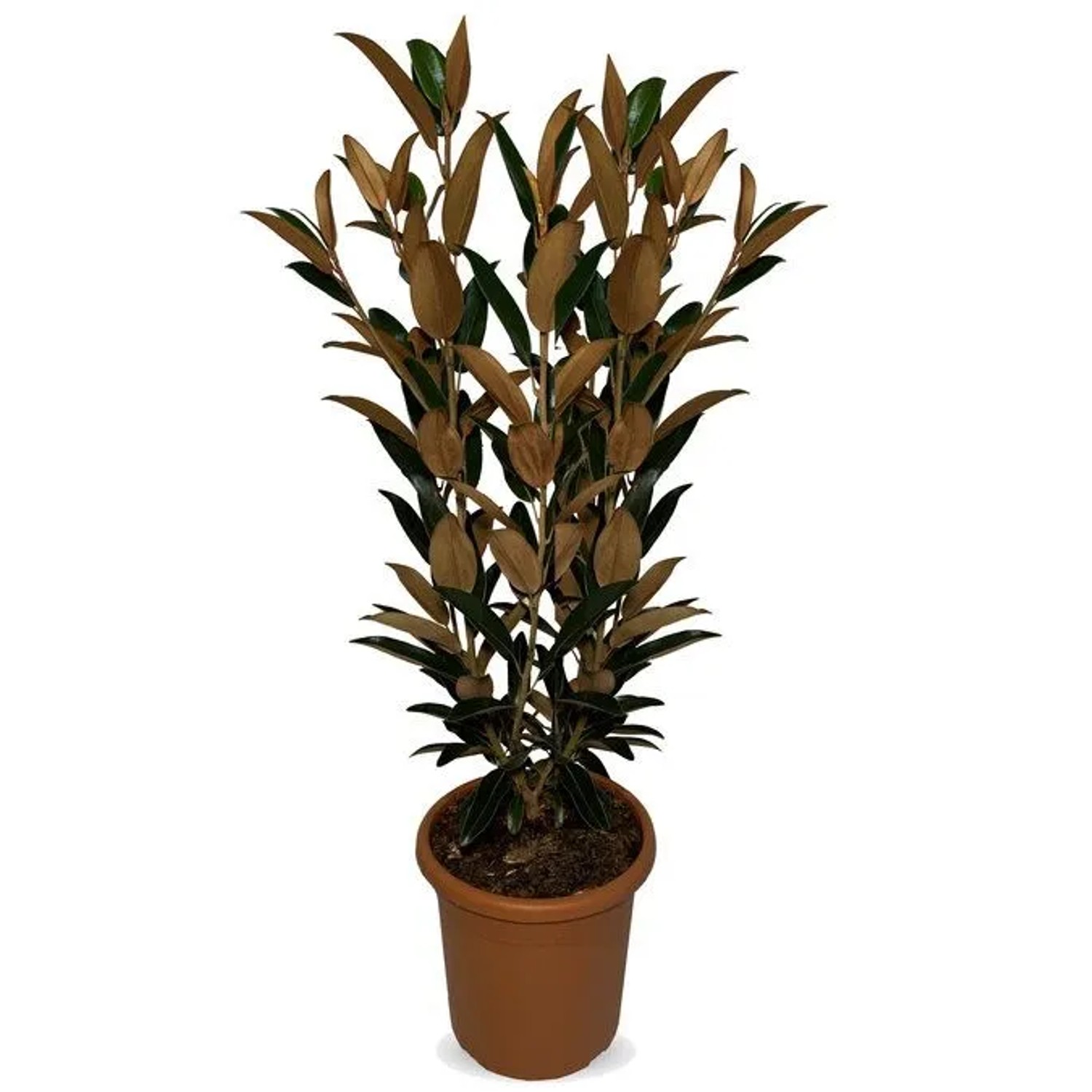 Sunny-Tree Magnolia Grandiflora Alta 110-120 cm Magnolienbaum mit Weiße Blu günstig online kaufen