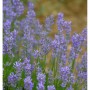 Blühender Echter Lavendel Blue Cushion (Lavandula angustifolia) im Detail.
