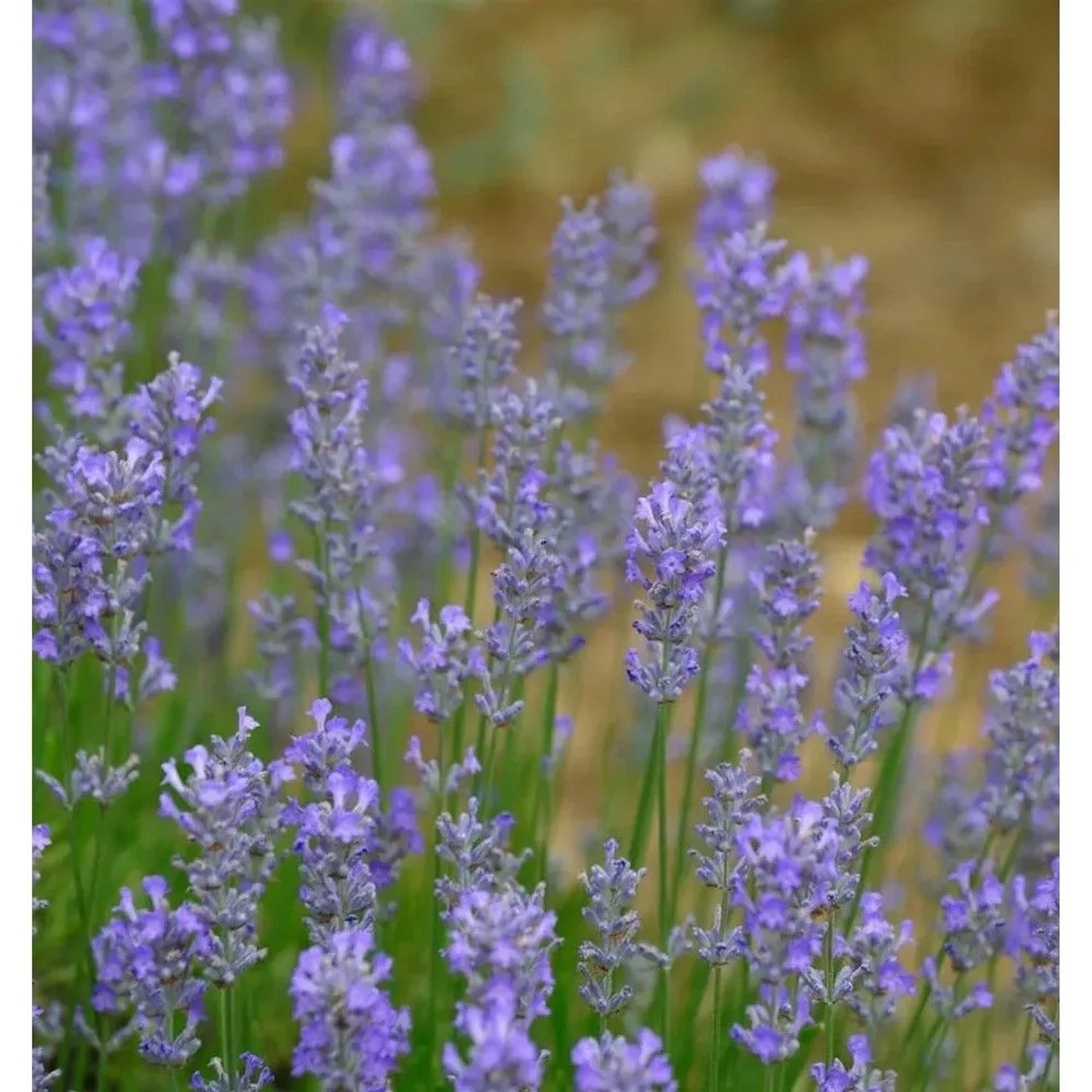 Blühender Echter Lavendel Blue Cushion (Lavandula angustifolia) im Detail.