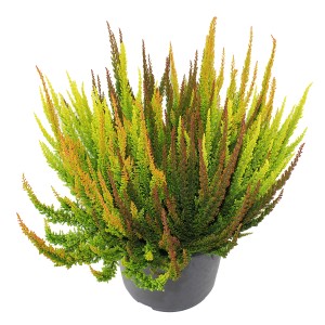 Blattschmuckheide 'Beauty Ladies Skyline' im Topf, bunte Herbstfärbung.