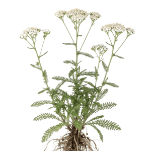 Schafgarbe Pflanze (Achillea Millefolium) mit weißen Blütendolden, grünen Blättern und Wurzeln. Blumensamen.