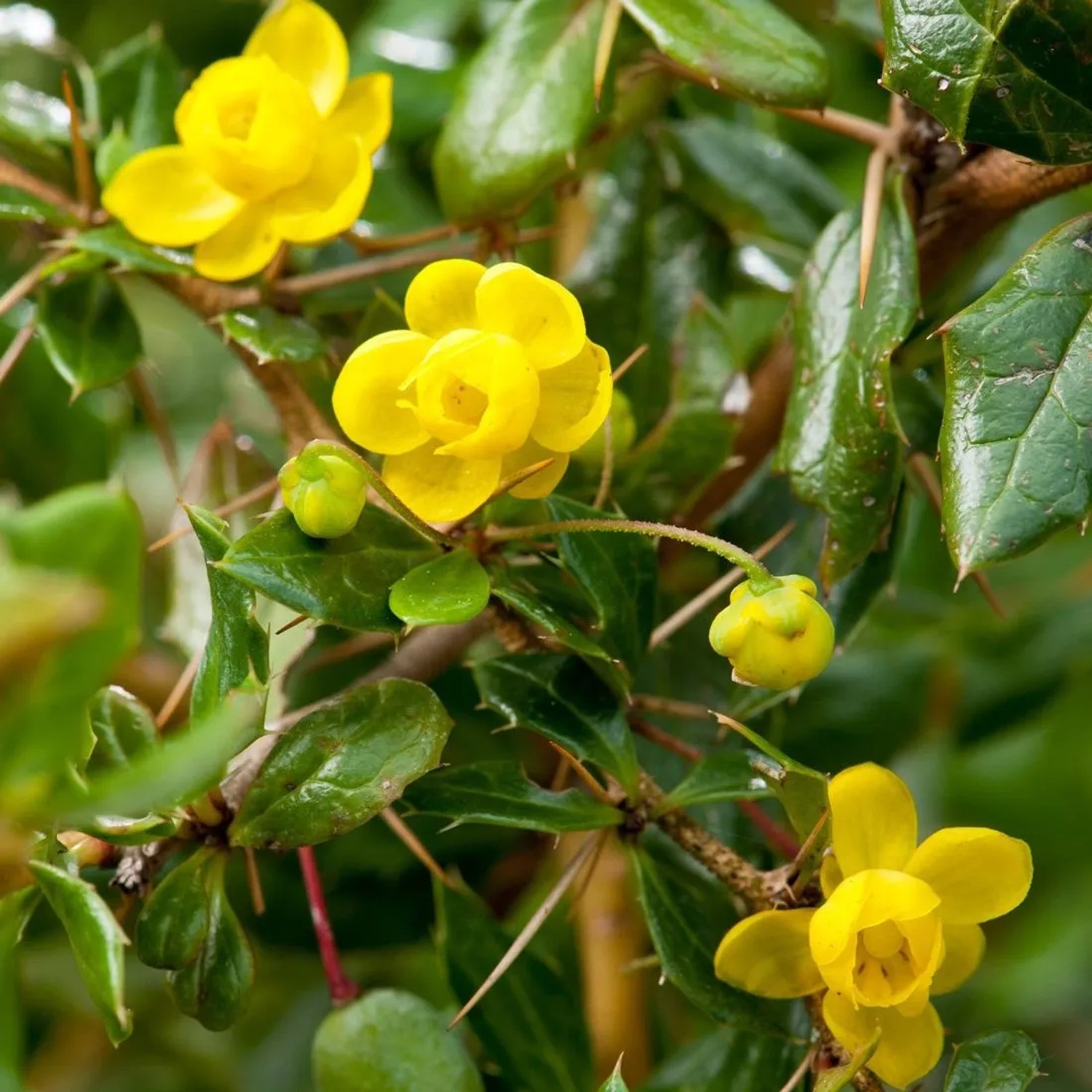 Berberitze Berberis verruculosa 25 bis 30 cm im Container Immergrün