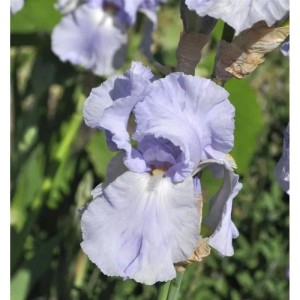 Schwertlilie Blue Sapphire - Iris barbata
