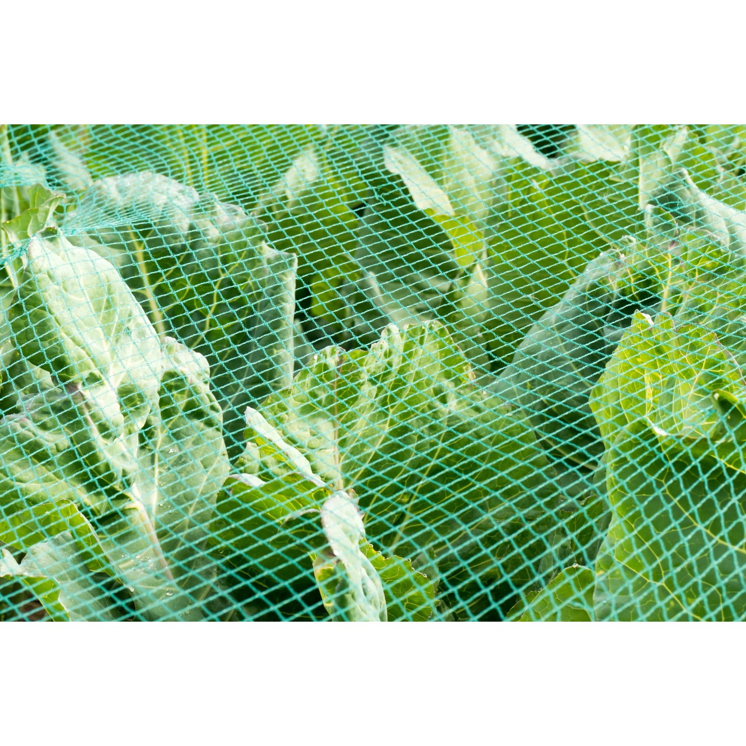 Grünes Aquagart Teichnetz als Laubschutz über Pflanzen im Garten.