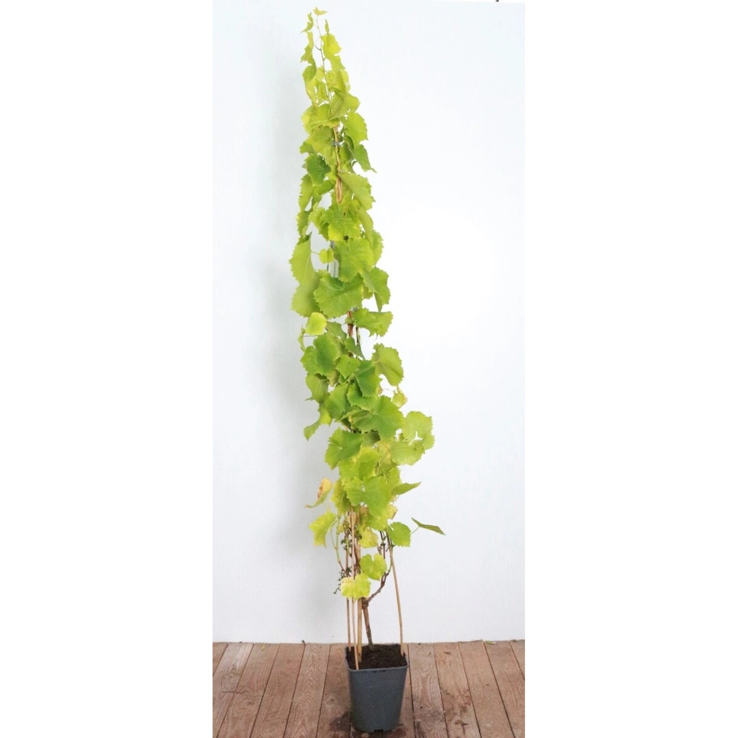 Vitis Vinifera Lakemont Kernlos Süß 100–125 cm günstig online kaufen