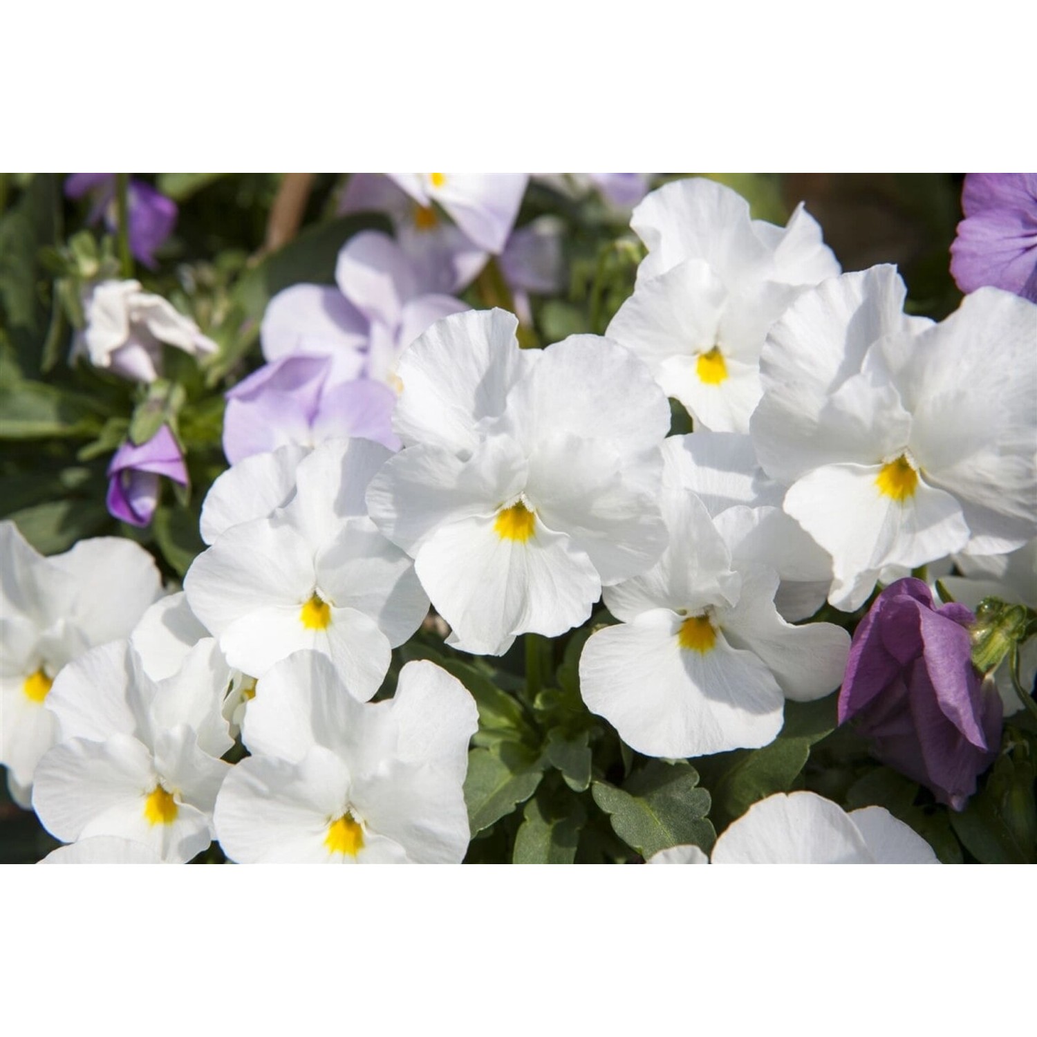 Viola Cornuta Hornveilchen Milkmaid Ca 9x9 cm Topf günstig online kaufen