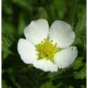 Nahaufnahme einer weißen Blüte des Felsen-Fingerkrauts (Drymocallis rupestris).